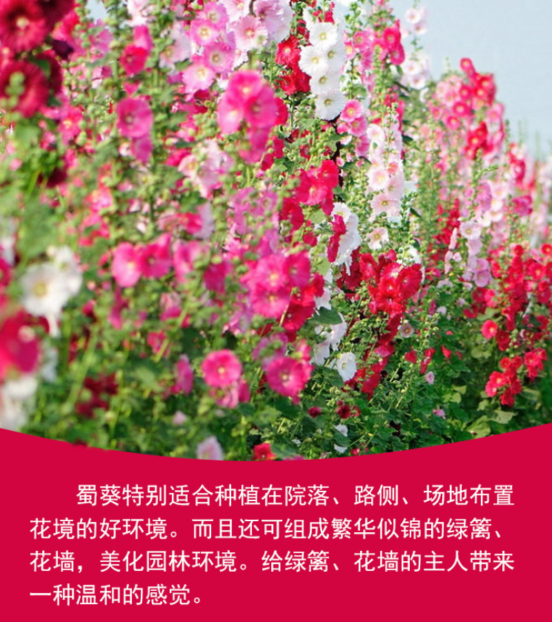 蜀葵种子春秋四季易开花多年生宿根花卉室外花卉