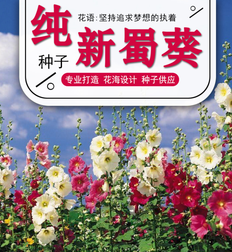 蜀葵种子春秋四季易开花多年生宿根花卉室外花卉