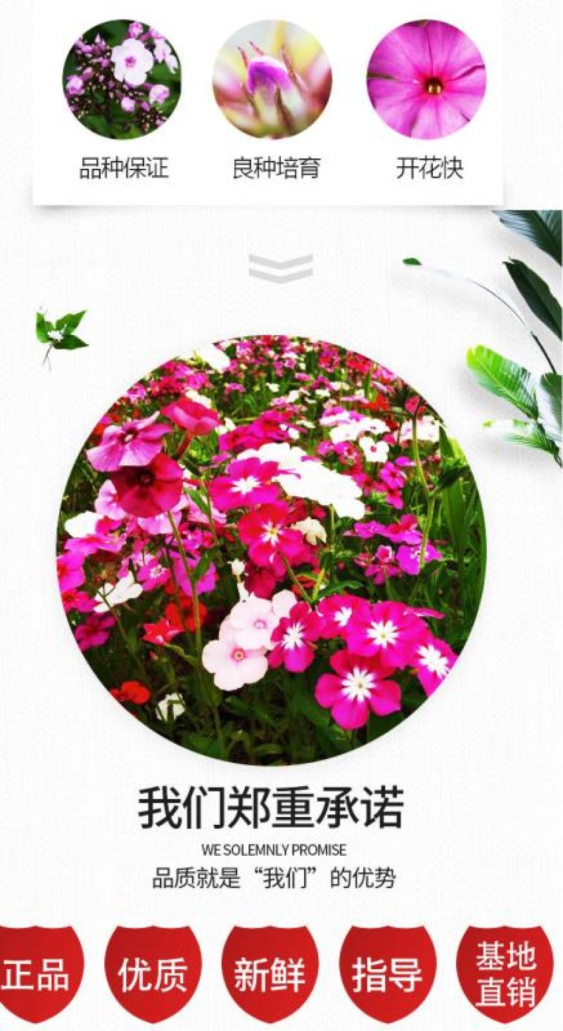 福禄考种子多季开花庭院阳台盆栽芝樱花卉种籽园林绿化耐寒草