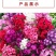 福禄考种子多季开花庭院阳台盆栽芝樱花卉种籽园林绿化耐寒草
