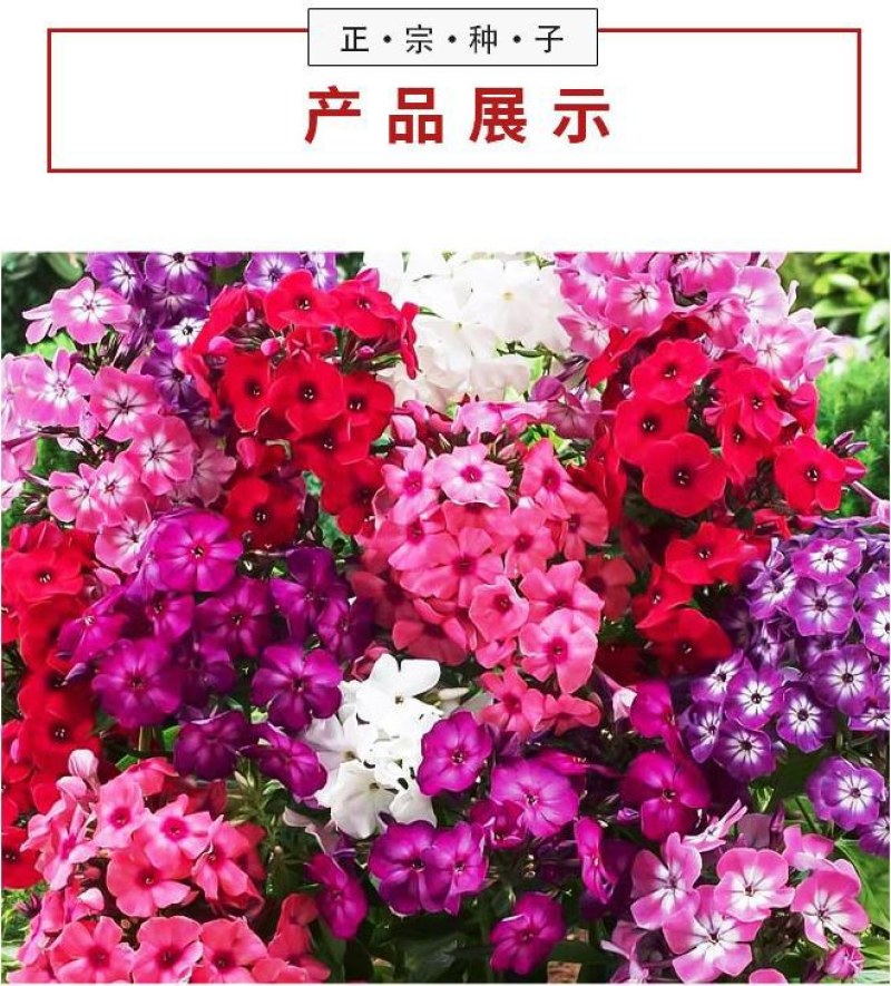 福禄考种子多季开花庭院阳台盆栽芝樱花卉种籽园林绿化耐寒草