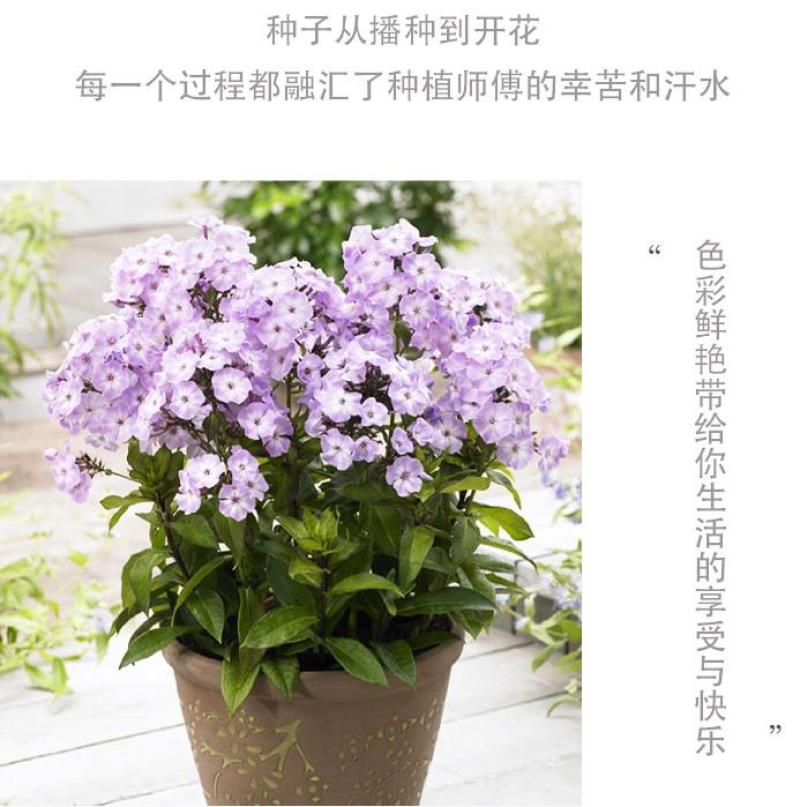 福禄考种子多季开花庭院阳台盆栽芝樱花卉种籽园林绿化耐寒草