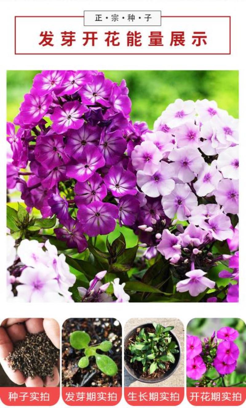 福禄考种子多季开花庭院阳台盆栽芝樱花卉种籽园林绿化耐寒草