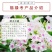 福禄考种子多季开花庭院阳台盆栽芝樱花卉种籽园林绿化耐寒草