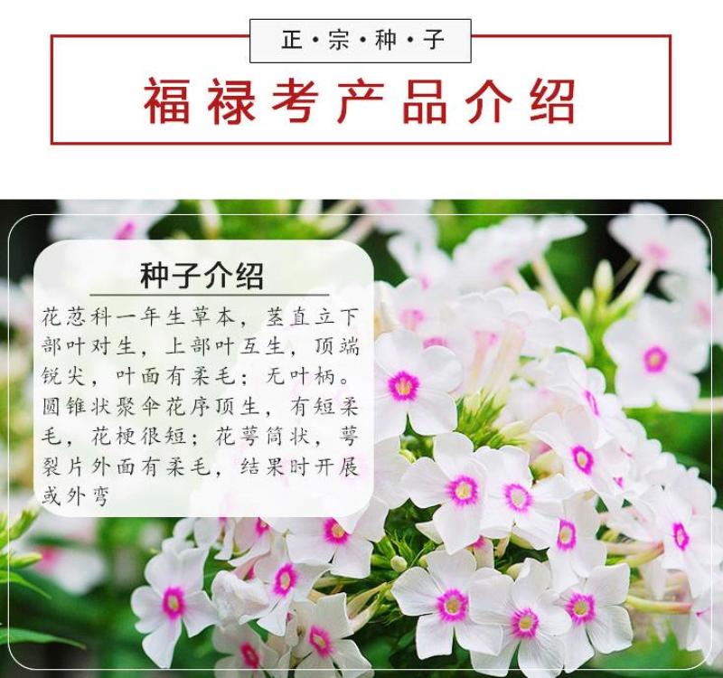 福禄考种子多季开花庭院阳台盆栽芝樱花卉种籽园林绿化耐寒草