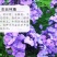 福禄考种子多季开花庭院阳台盆栽芝樱花卉种籽园林绿化耐寒草