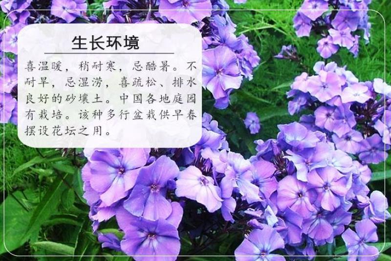 福禄考种子多季开花庭院阳台盆栽芝樱花卉种籽园林绿化耐寒草