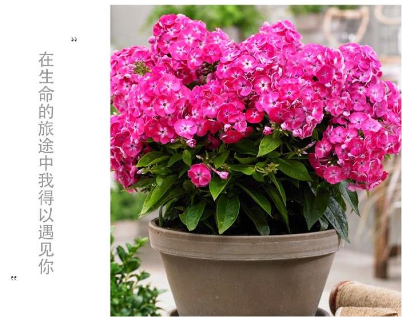 福禄考种子多季开花庭院阳台盆栽芝樱花卉种籽园林绿化耐寒草