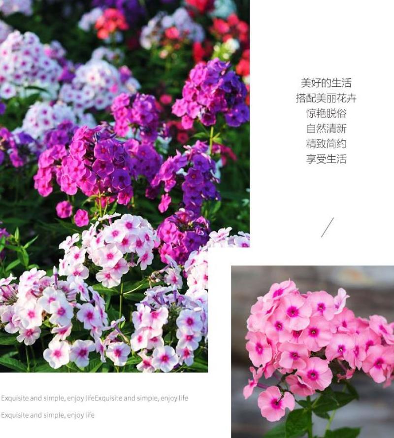 福禄考种子多季开花庭院阳台盆栽芝樱花卉种籽园林绿化耐寒草