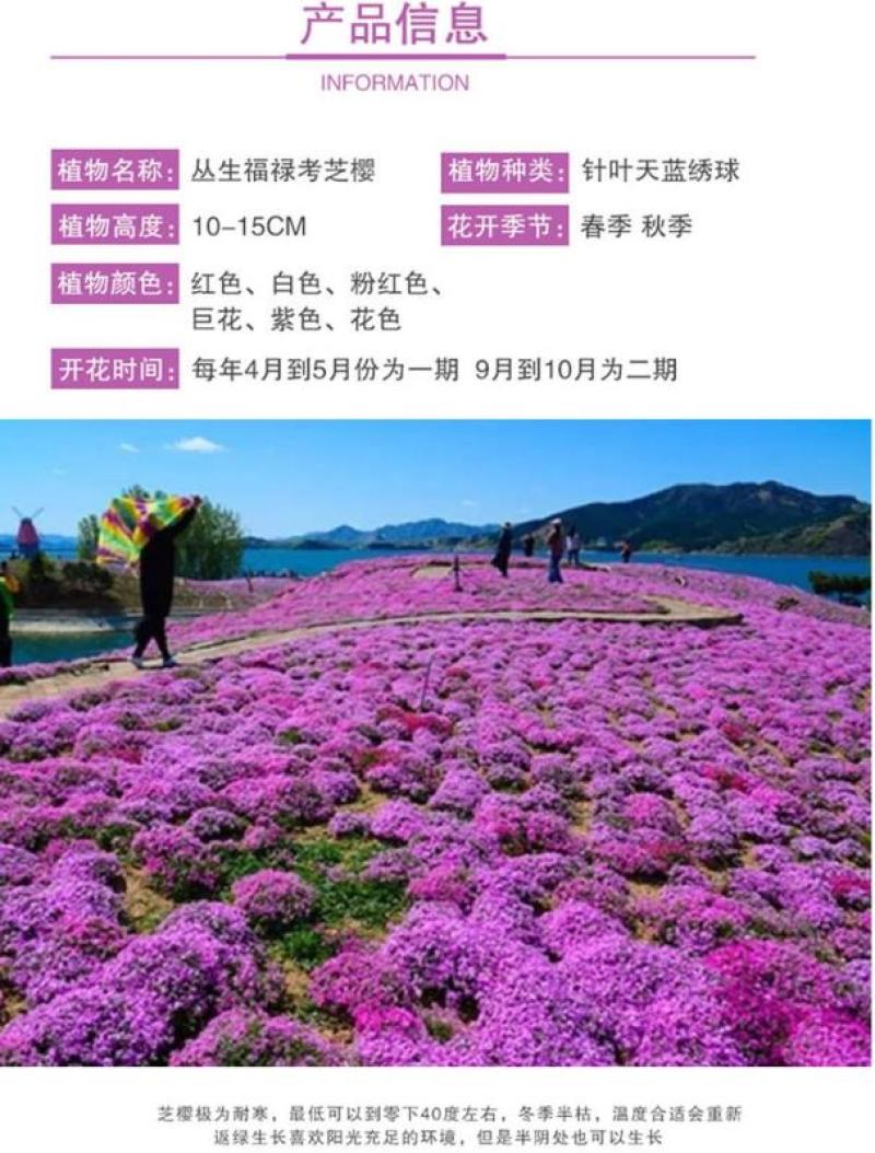 福禄考种子多季开花庭院阳台盆栽芝樱花卉种籽园林绿化耐寒草