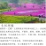 福禄考种子多季开花庭院阳台盆栽芝樱花卉种籽园林绿化耐寒草