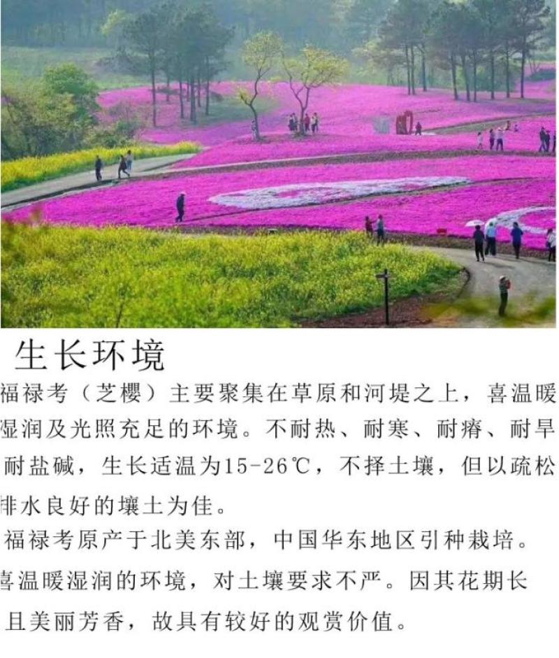 福禄考种子多季开花庭院阳台盆栽芝樱花卉种籽园林绿化耐寒草