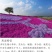 福禄考种子多季开花庭院阳台盆栽芝樱花卉种籽园林绿化耐寒草