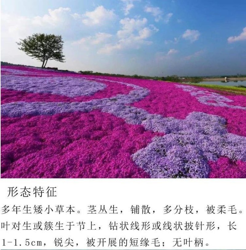 福禄考种子多季开花庭院阳台盆栽芝樱花卉种籽园林绿化耐寒草