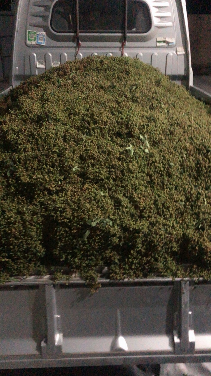 刚刚采摘的花椒，干湿都有