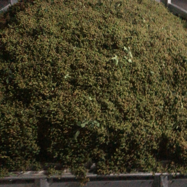 刚刚采摘的花椒，干湿都有