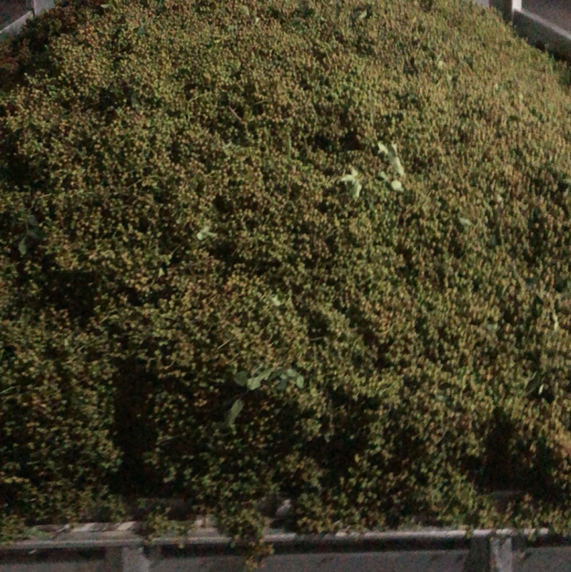 刚刚采摘的花椒，干湿都有