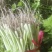 芹菜香芹拔根芹菜割根芹菜