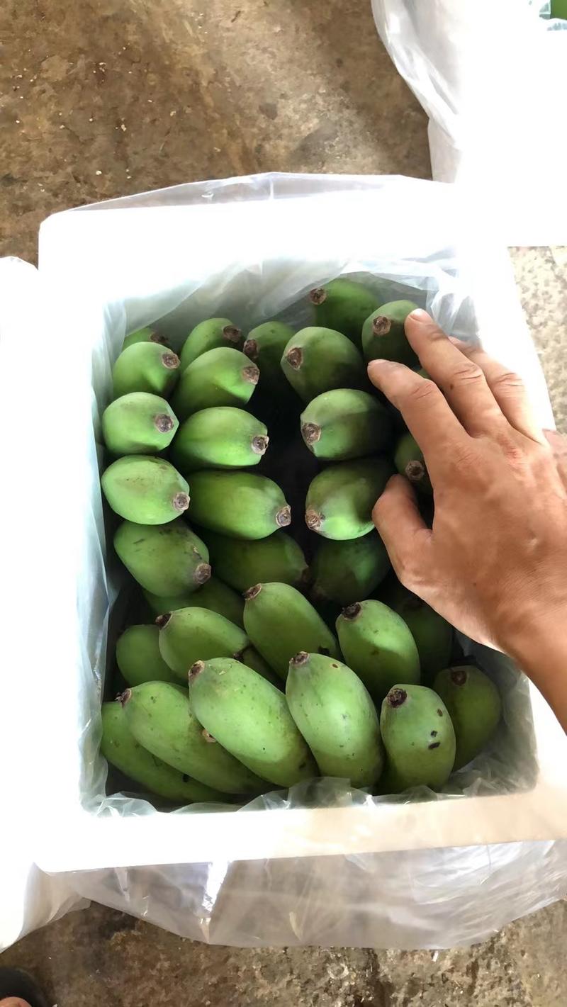 广西小米蕉一件代发产地直发当季新鲜水果