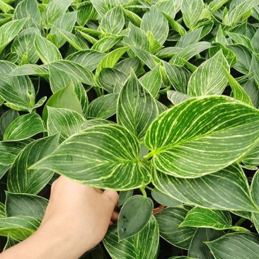 铂金钻蔓绿绒盆栽植物北欧风桌面室内阳台小盆栽净化空气好养
