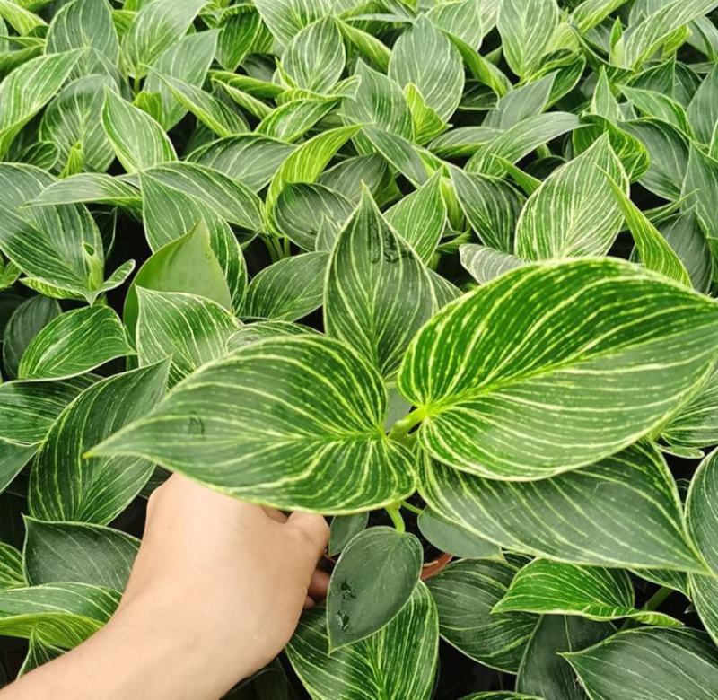 铂金钻蔓绿绒盆栽植物北欧风桌面室内阳台小盆栽净化空气好养
