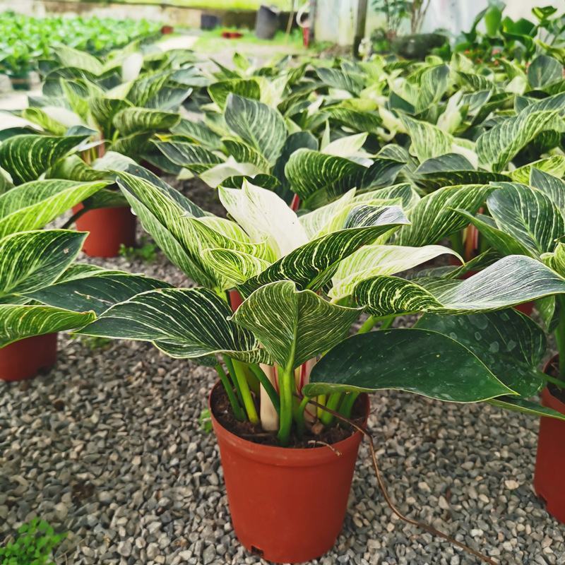铂金钻蔓绿绒盆栽植物北欧风桌面室内阳台小盆栽净化空气好养
