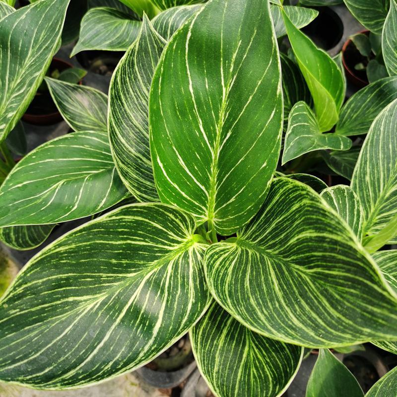 铂金钻蔓绿绒盆栽植物北欧风桌面室内阳台小盆栽净化空气好养
