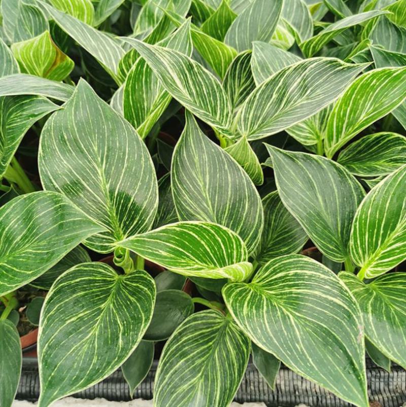 铂金钻蔓绿绒盆栽植物北欧风桌面室内阳台小盆栽净化空气好养