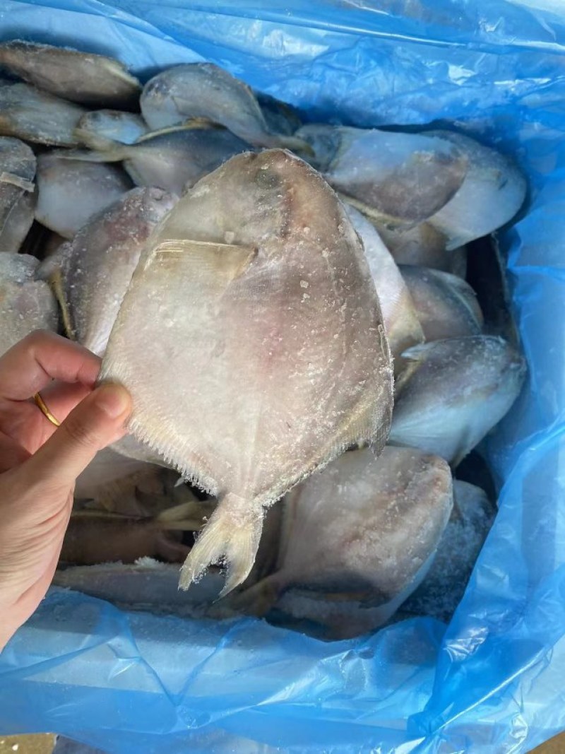 八爪鱼，小仓鱼