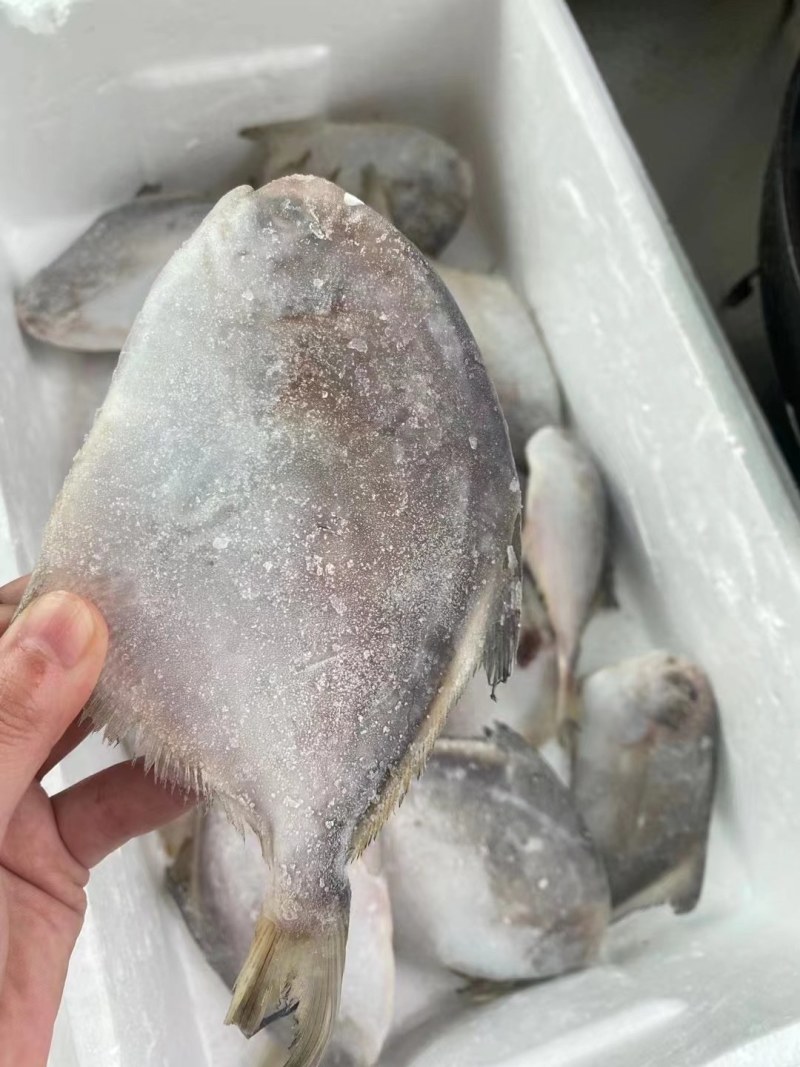 八爪鱼，小仓鱼