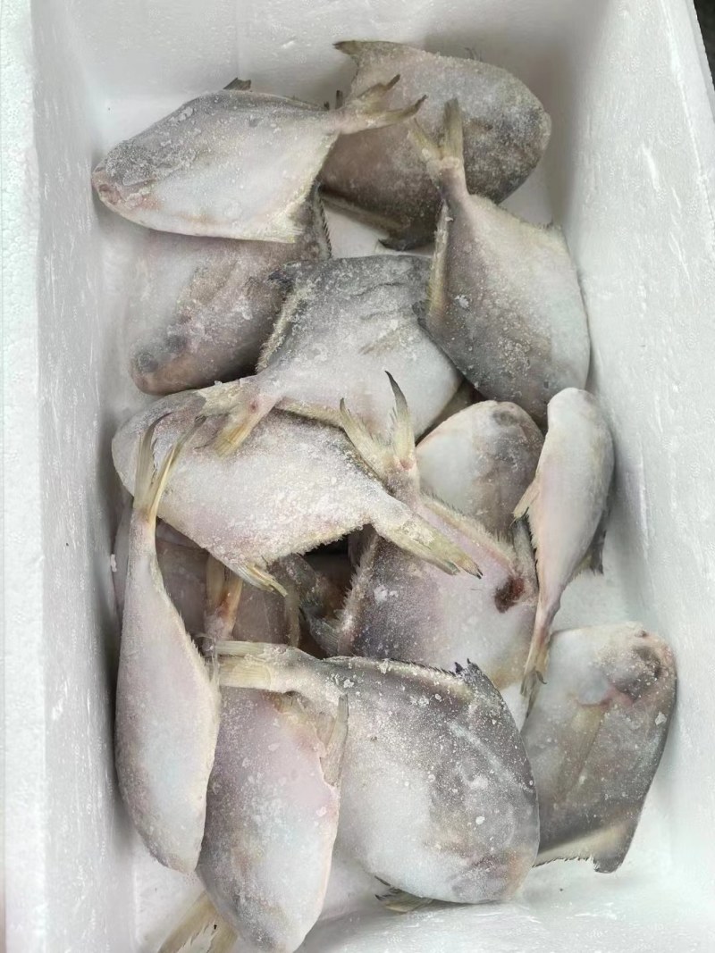 八爪鱼，小仓鱼