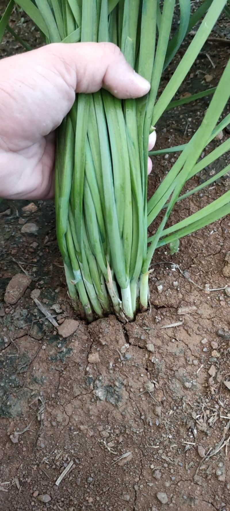 广东省徐闻县露天韭菜