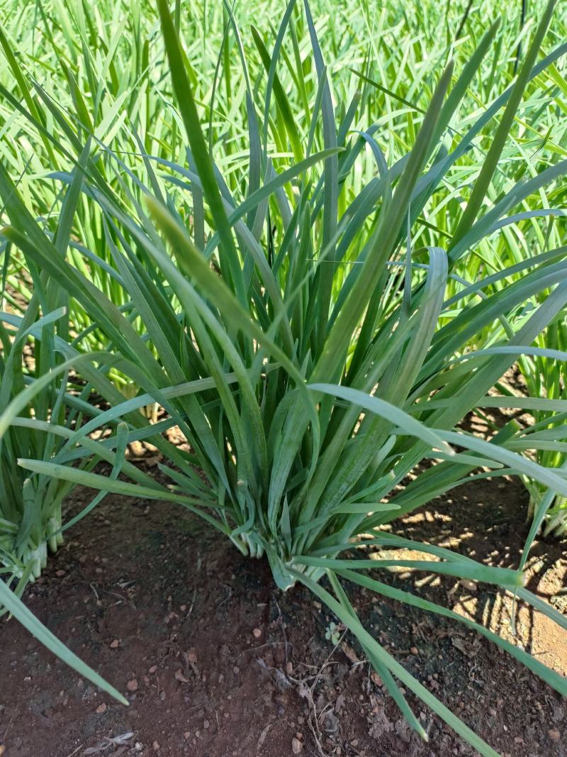 广东省徐闻县露天韭菜