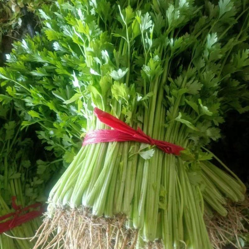 黑山县香芹芹菜拔根割根芹菜