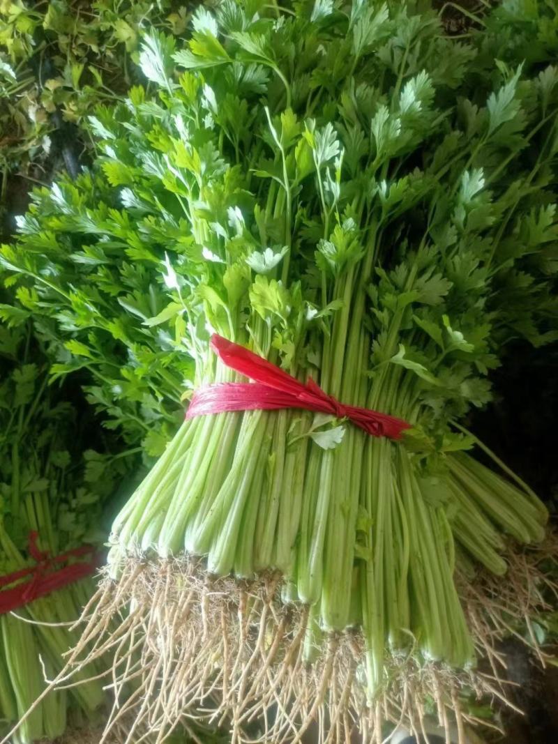 黑山县香芹芹菜拔根割根芹菜