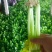 黑山县香芹芹菜拔根割根芹菜