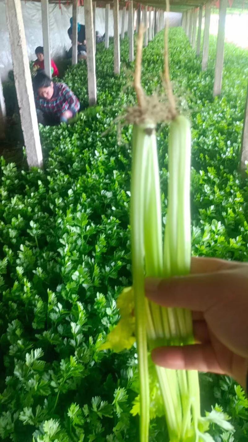 黑山县香芹芹菜拔根割根芹菜