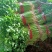 黑山县香芹芹菜拔根割根芹菜