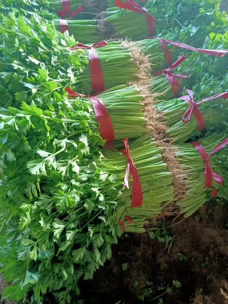 黑山县香芹芹菜拔根割根芹菜