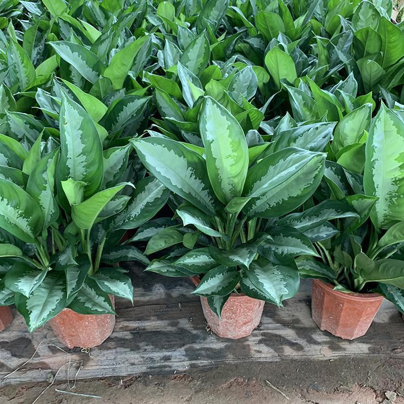 雅丽皇后花卉盆栽除甲醛吸味植物中型绿植新居刚装修耐阴好养
