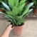 雅丽皇后花卉盆栽除甲醛吸味植物中型绿植新居刚装修耐阴好养
