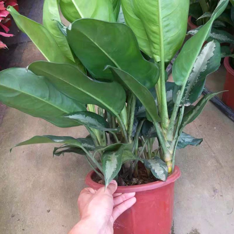 雅丽皇后花卉盆栽除甲醛吸味植物中型绿植新居刚装修耐阴好养