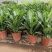 雅丽皇后花卉盆栽除甲醛吸味植物中型绿植新居刚装修耐阴好养