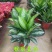 雅丽皇后花卉盆栽除甲醛吸味植物中型绿植新居刚装修耐阴好养