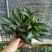 雅丽皇后花卉盆栽除甲醛吸味植物中型绿植新居刚装修耐阴好养