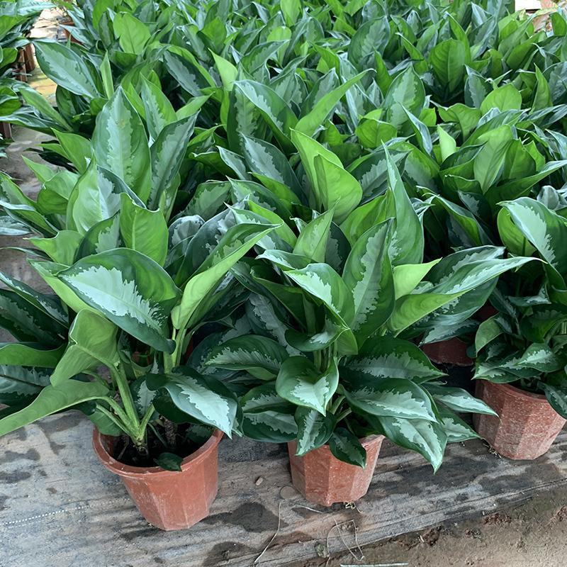雅丽皇后花卉盆栽除甲醛吸味植物中型绿植新居刚装修耐阴好养