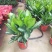 雅丽皇后花卉盆栽除甲醛吸味植物中型绿植新居刚装修耐阴好养