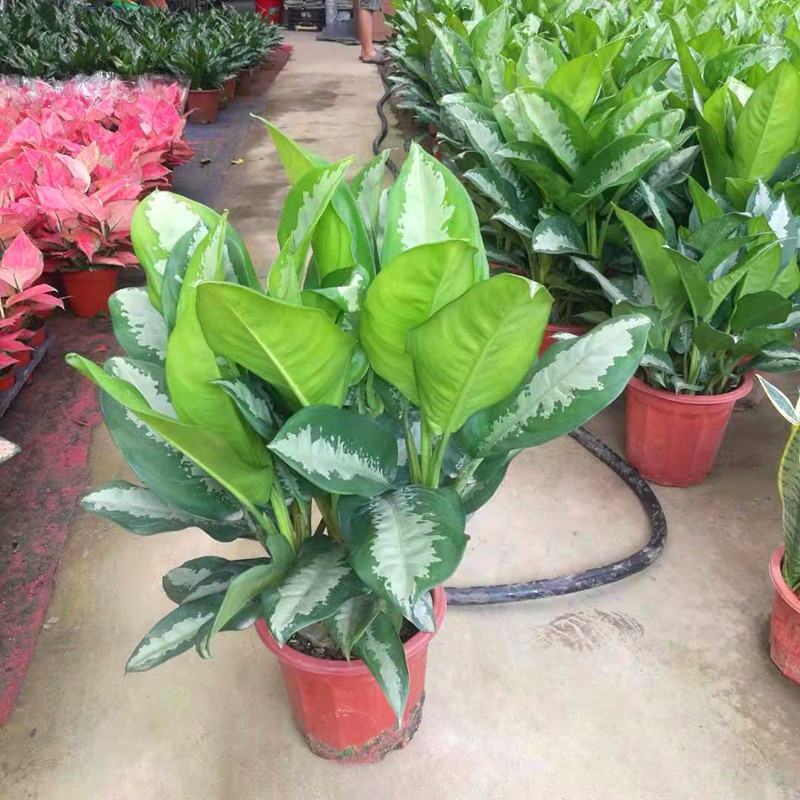 雅丽皇后花卉盆栽除甲醛吸味植物中型绿植新居刚装修耐阴好养