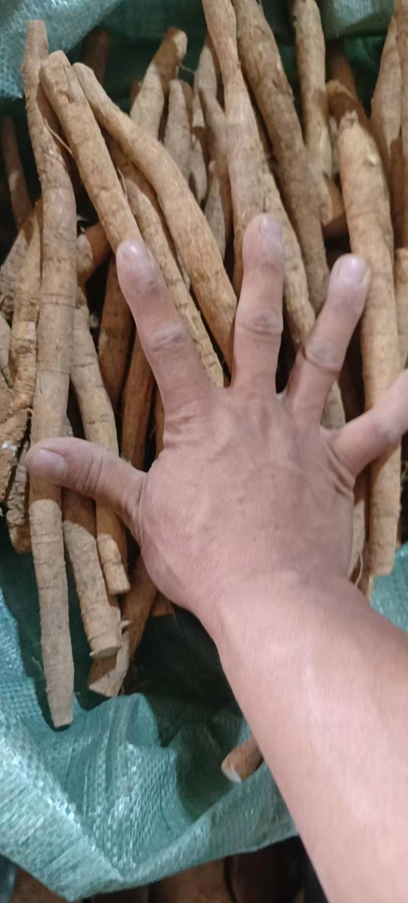 新鲜牛大力，小叶统货，小叶次牛，黄皮，煲汤泡酒口味甘甜
