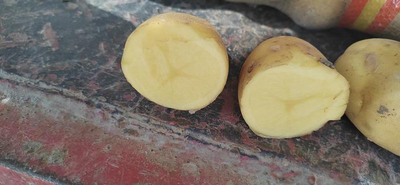 精品湖北土豆黄心土豆荷兰十五土豆马铃薯保质保量